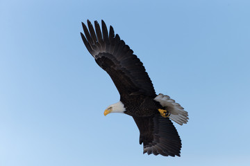 Obraz premium Magestic American Bald Eagle Flying in Homer Alaska