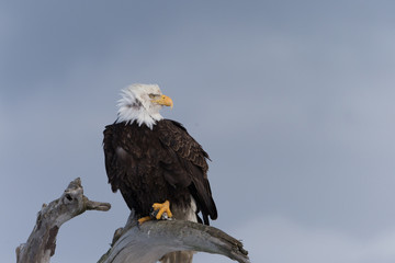 American Bald Eagle Perched on dead tree in Homer Alaska