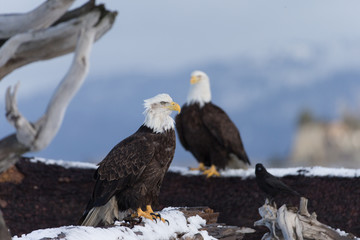 American Bal Eagles on ground near Homer Alaska