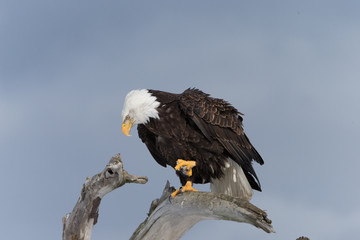 American Bald Eagle Perched on dead tree in Homer Alaska