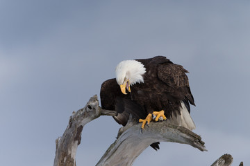 American Bald Eagle Perched on dead tree in Homer Alaska