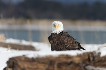 American Bal Eagles on ground near Homer Alaska