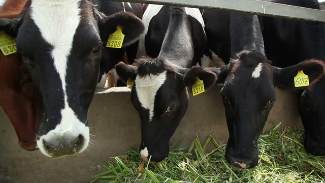 cows eat grass 4