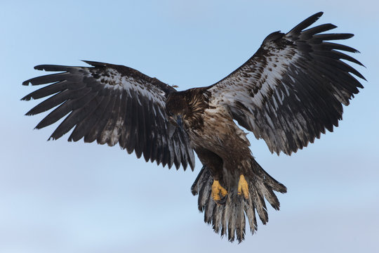 Juvenile Bald Eagle near Homer Alaska