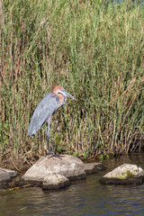 Vertical  picture of a goilath heron in Kruger National Park