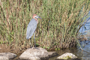 goilath heron in Kruger National Park