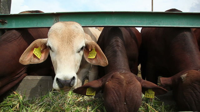 cows eat grass 1