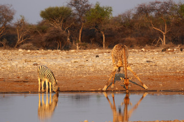 Giraffe und Steppenzebra am Wasserloch