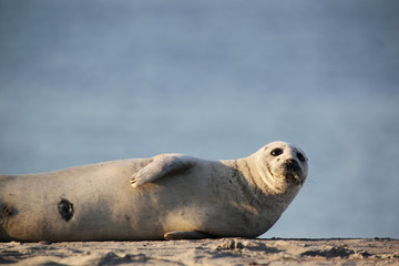 Seehund (Phoca vitulina) auf Helgoland © DirkR