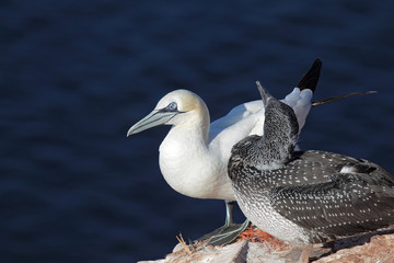 Basstölpel (Morus bassanus)