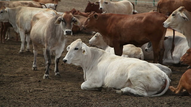 herd of cows on the farm 1