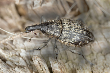 Lepyrus capucinus on wood