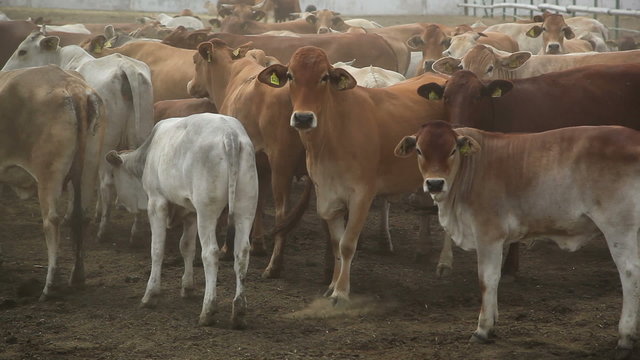 herd of cows on the farm 4
