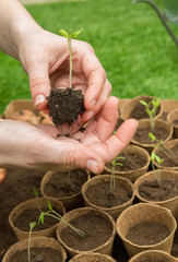 Young Seedlings in jiffy pots
