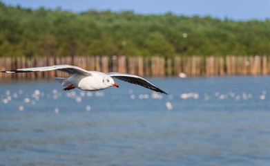 Fototapeta na wymiar Flying Seagull over the sea