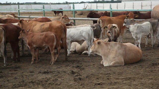 cows on the farm 3