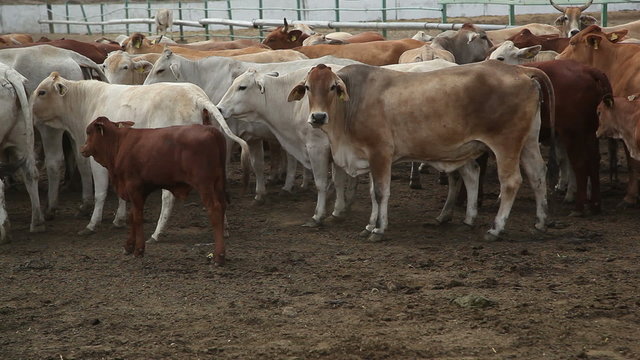 herd of cows on the farm