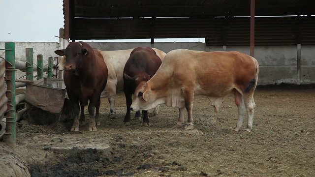 bulls on the farm 8