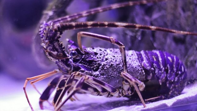 Closeup video of blue lobster inside a fish tank.