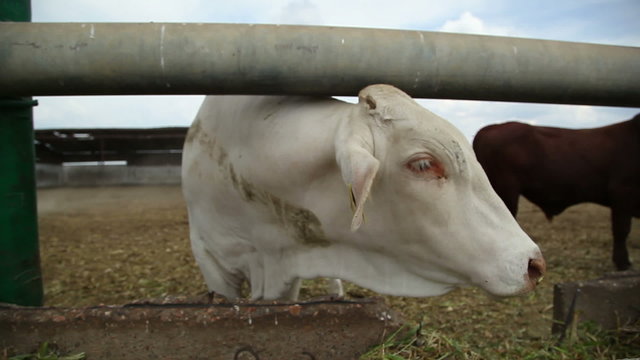 cows on the farm 6