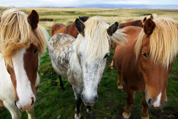 Obraz premium Icelandic horses in the field
