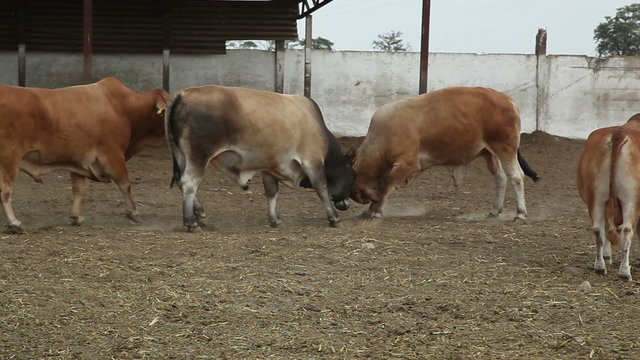 bulls on the farm 6