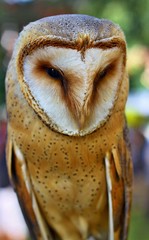 Portrait of wild Barn Owl