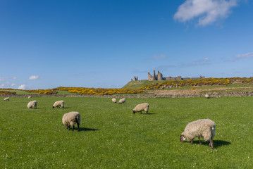 Fototapeta premium Dunstanburgh Castle