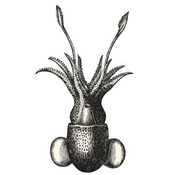 C&eacute;phalopode