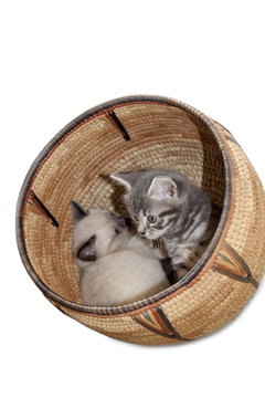Kittens in basket