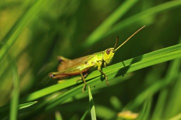 Grashüpfer