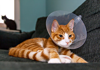 Cat resting with veterinairy cone
