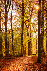 Fototapety  Kolorowa leśna ścieżka