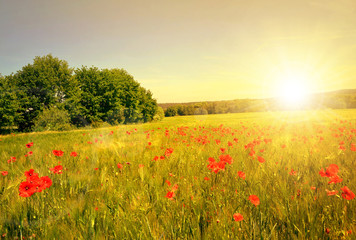 Obraz premium Wheat field with red poppies at sunset.