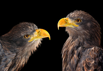 Obraz premium Sea eagles isolated on black background