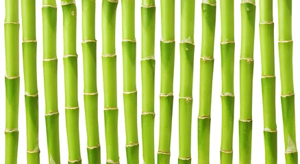 Photo sur Aluminium Bambou Tiges de bambou vert isolé sur fond blanc