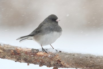 Junco On A Branch in a Snow Storm