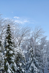 Snow and ice covered trees against blue sky
