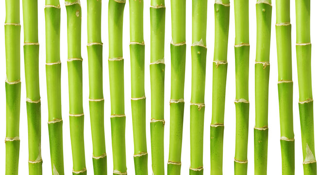 Green bamboo stems isolated on white background