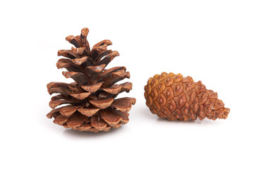 Fototapeta premium Pine cones