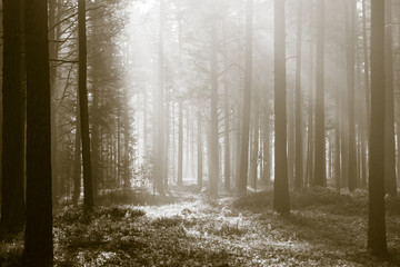 Naklejka premium Morning in forest