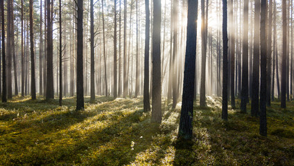 Morning in forest