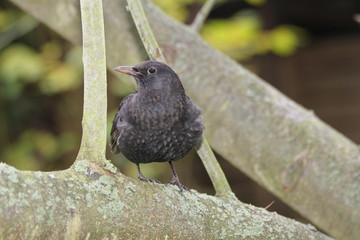 blackbird