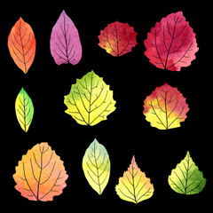 Obraz premium set of silhouettes by leaves in watercolor