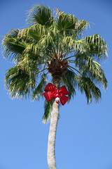 Christmas Palm Tree