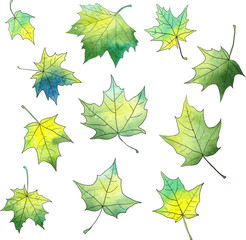 set of silhouettes by maple leaves in watercolor