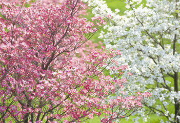 Fototapeta premium Easter Dogwood Blossoms