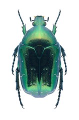Beetle Protaetia caucasica