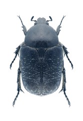 Beetle Protaetia asiatica