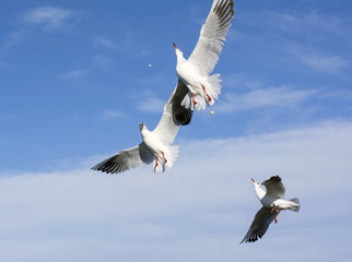 a gulls catches bread